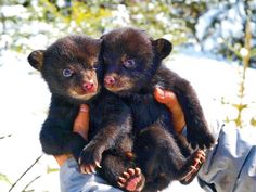 two baby bears are being held in the palm of someone's hand while they look at the camera