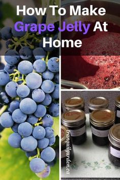 grape jelly at home and how to make it