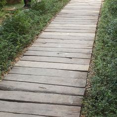 a wooden walkway in the middle of some bushes