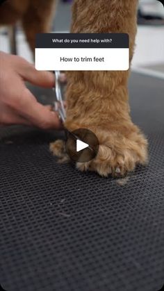 a dog is getting his feet brushed by someone's foot nail clipping tool