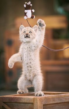 a small white kitten standing on its hind legs with a toy monkey on it's head