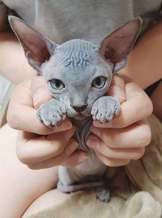 a person holding a hairless cat in their hands