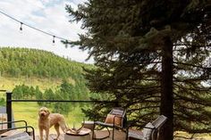 a dog standing on top of a deck next to two chairs and a fire pit