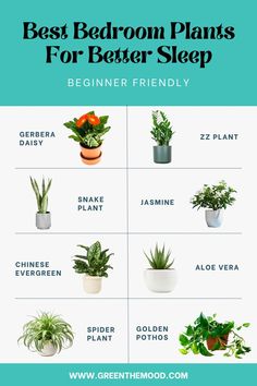 Best Bedroom Plants for Better Sleep!Easy House Plants that Purify the Air!Beautiful plants to add to your bedroom for a healthier nights sleep. These beginner friendly houseplants remove toxins and add oxygen into the air that you breathe. They also bring positive vibes to the space. Air purifying houseplants are a great way to bring clean air and beauty to your indoor spaces. Calming Plants, Plants For Clean Air, Best Bedroom Plants, Calm Place, Cat Safe Plants, Air Cleaning Plants