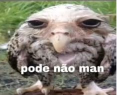 an owl with the words pode nao man on it's face and head