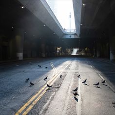 there are many birds that are standing on the side of the road in front of an overpass