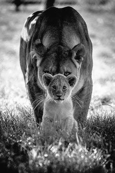 a lion and its cub are walking in the grass near a large animal that is looking at the camera