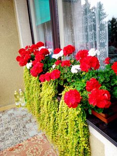 red and white flowers are in a window box