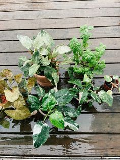 several potted plants sitting on top of a wooden table