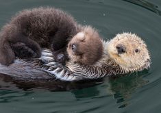 two baby otters are cuddling on top of their mother's back in the water