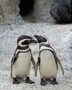 two small penguins standing next to each other