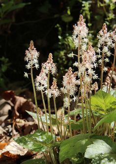 some white flowers and green leaves on the ground