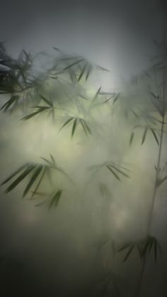 the leaves of a bamboo tree are blurred in the mist