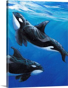 two orca whales swimming in the ocean