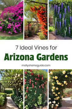 several different types of flowers growing on the side of a building with text overlay that reads 7 ideal vines for arizona gardens