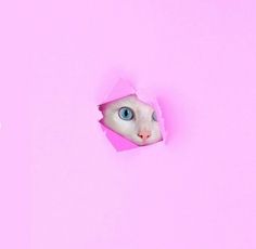 a white cat with blue eyes looking through a hole in pink paper