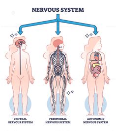 the nervous system is shown in this diagram, and shows how it's different functions