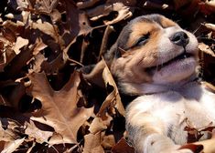 a small dog laying on top of leaves