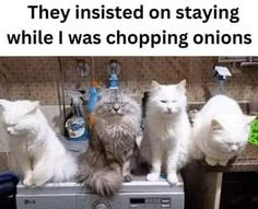 four cats sitting on top of a washing machine in a bathroom with caption that reads, they insisted on staying while i was shopping onions