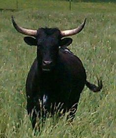 a black bull with large horns standing in tall grass