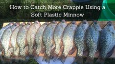 how to catch more crapie using a soft plastic minnow