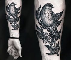 two birds sitting on top of each other with leaves and branches around them, one is black and white