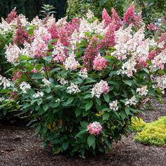 pink and white flowers are blooming in the garden