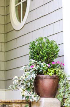 a potted plant sitting on the side of a house