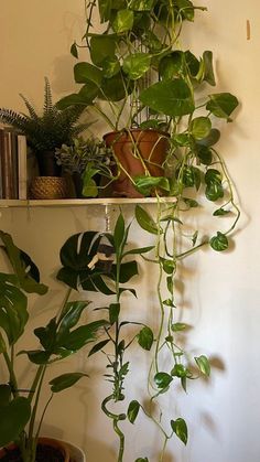 some plants are hanging on the wall