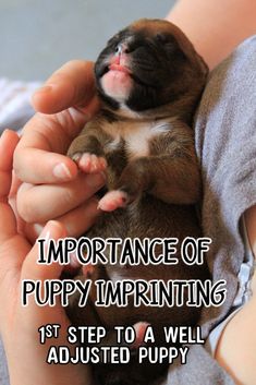 a person holding a puppy in their hands with the caption saying, importance of puppy imprinting 1st step to a well adjusted puppy