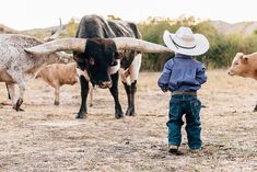 a little boy standing in front of some longhorns and cows on a field