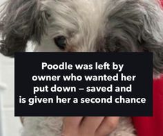 a person holding a dog with a sign in front of them that says poodle was left by owner who wanted her put down saved and is given her a second chance