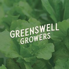 Greenswell Growers: Produce Branding, Produce Logo, Grocery Produce Logo, Food Branding, Food Logo Design, Local Grower Logo, Lettuce Branding Produce Logo, Brand Reveal, Food Branding, Food Logo Design, Food Logo, Food Bank, Local Produce, Locally Grown, Logo Food