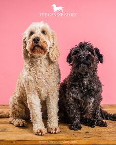 two small dogs sitting next to each other on top of a wooden table in front of a pink background