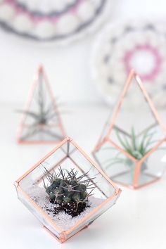 three succulents in small glass containers on a white surface with pink and purple circles around them