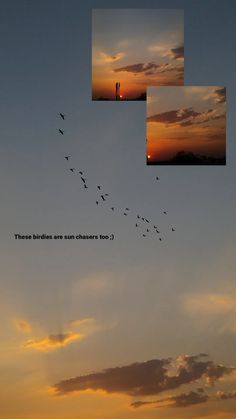 birds are flying in the sky at sunset