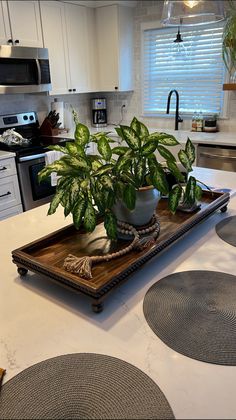 a potted plant sitting on top of a wooden tray in the middle of a kitchen