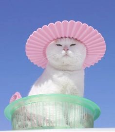 a white cat wearing a pink hat on top of a basket