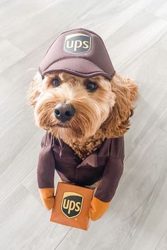 a small dog wearing a ups hat and holding a box