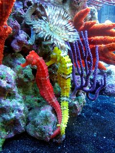 an underwater scene with colorful corals and seahorses