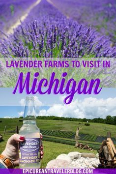 lavender farm in michigan with text overlay that reads lavender farms to visit in michigan