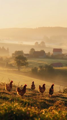 a group of chickens walking across a grass covered field next to a rural town in the distance