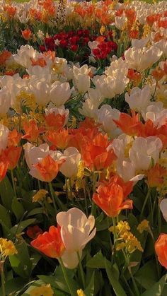 many different colored flowers in a field