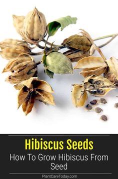 seed plants with the title hibiscus seeds how to grow hiliscus from seed