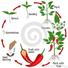 the life cycle of a pepper plant on a white background stock photo - image 349782