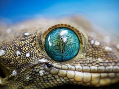 a close up view of the eye of a lizard's head with blue and green eyes