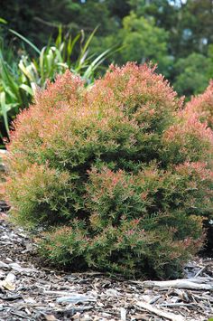 a bush with red flowers in the middle of some rocks and gravel near trees,