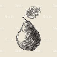 Fruit Drawing Ideas, Pear Tattoo, Pear Illustration, Pear Drawing, Hatch Drawing, Hairstyles For Characters, Fruit Sketch, Fruit Drawing, Drawing Hairstyles