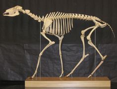 the skeleton of a dog is displayed in front of a black backdrop with a wooden base