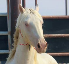 a white horse with blonde hair standing in front of a metal fence and looking at the camera